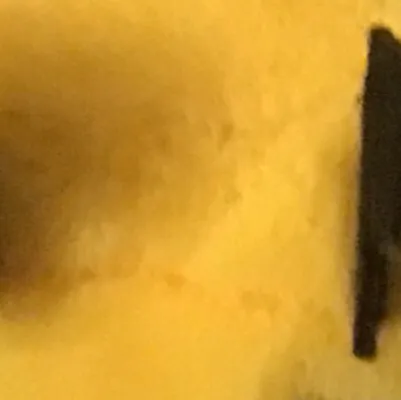 chat with ai character: bee