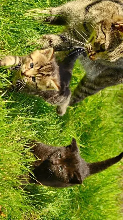 ai character: mama cat kittens background