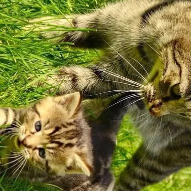 chat with ai character: mama cat kittens