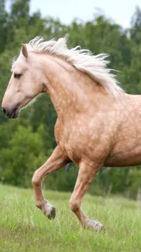 ai character: Horse roleplay🥰 background