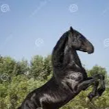 chat with ai character: Horses
