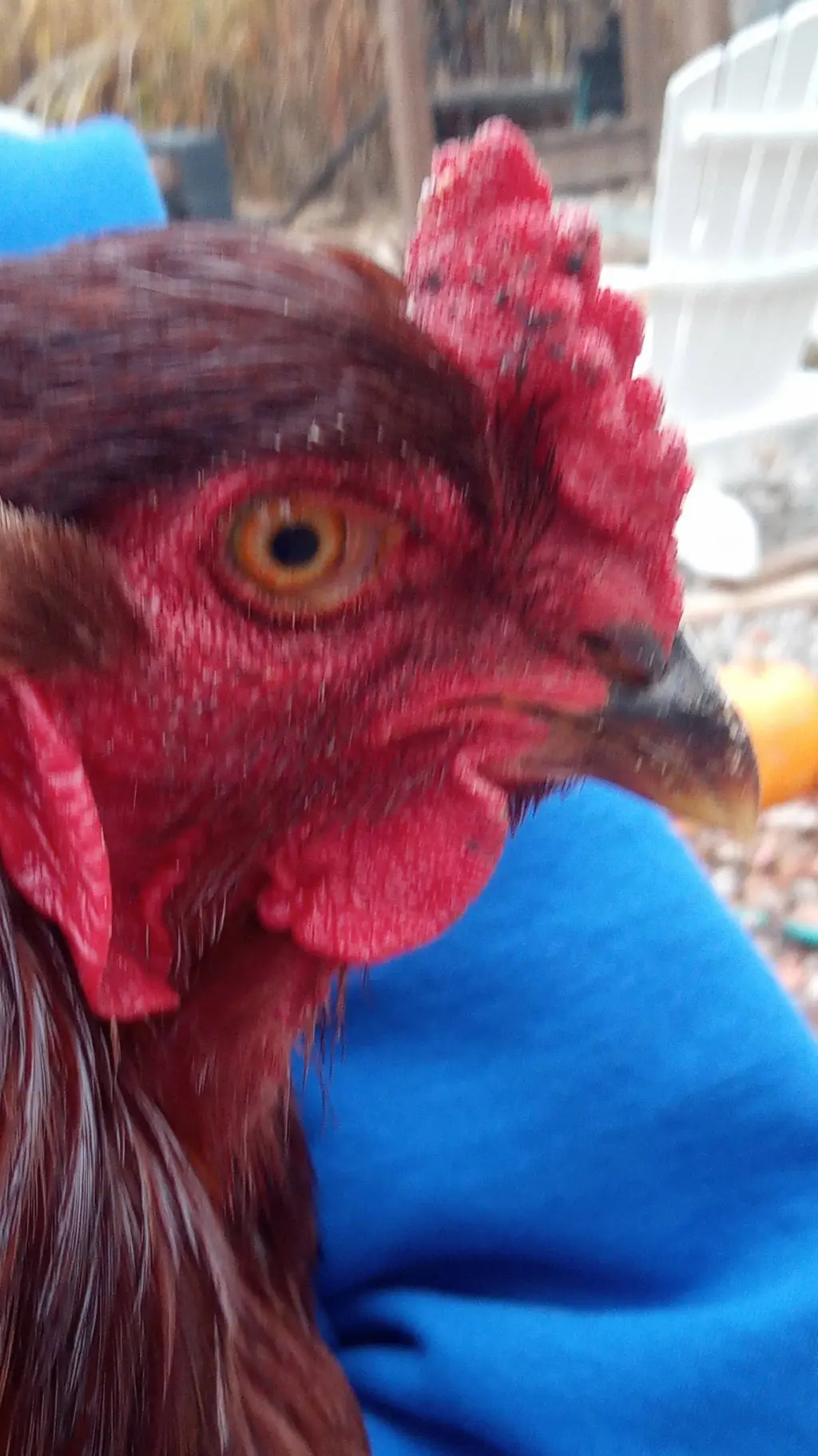 ai character: Buckeye background