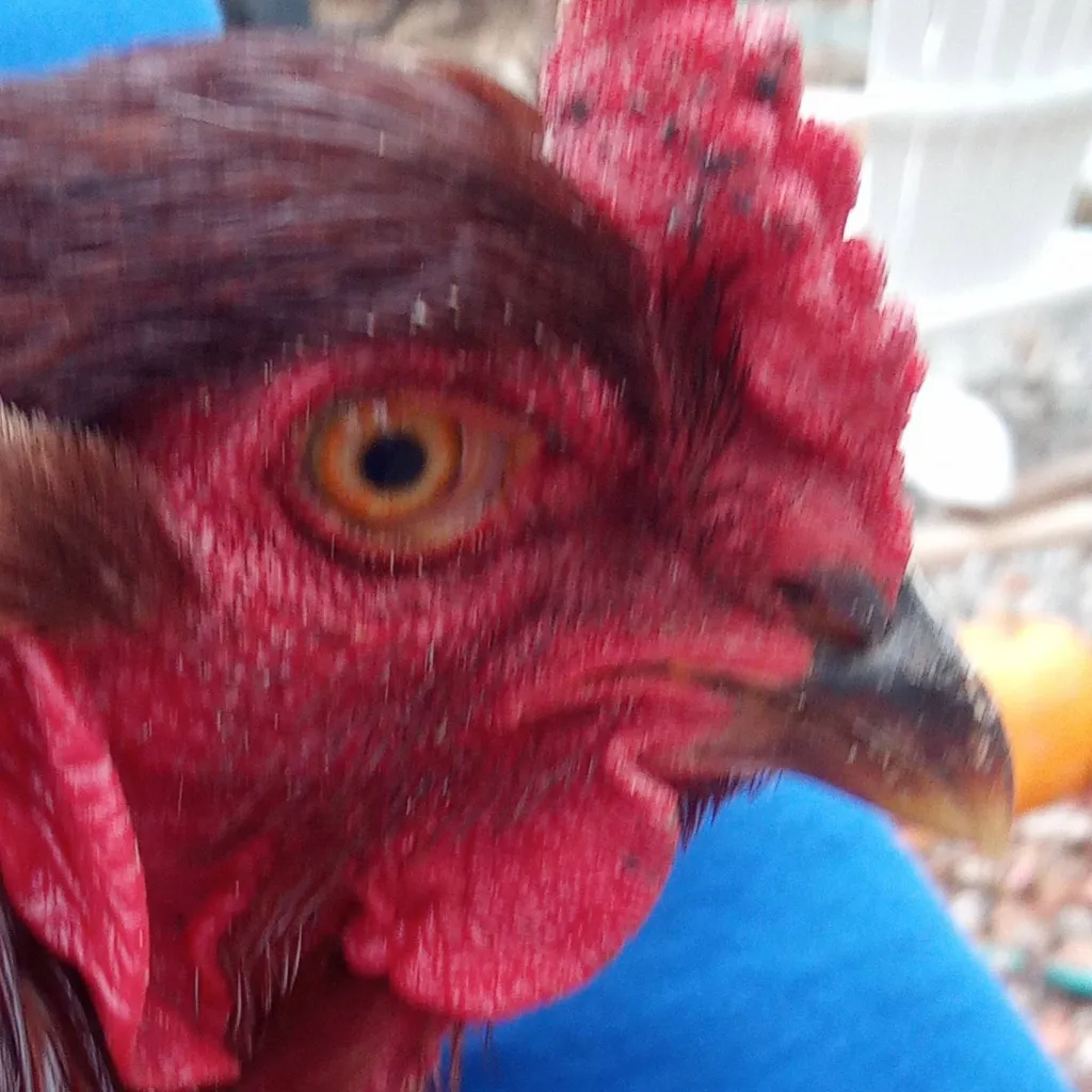 chat with ai character: Buckeye