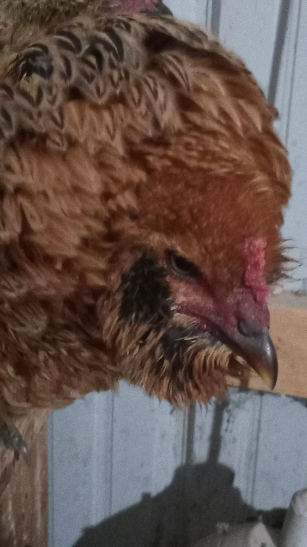 ai character: Caramel Fizz  background