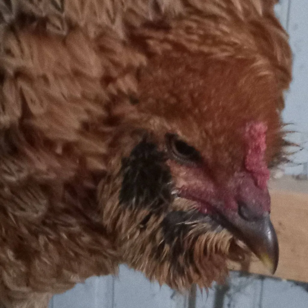 chat with ai character: Caramel Fizz 