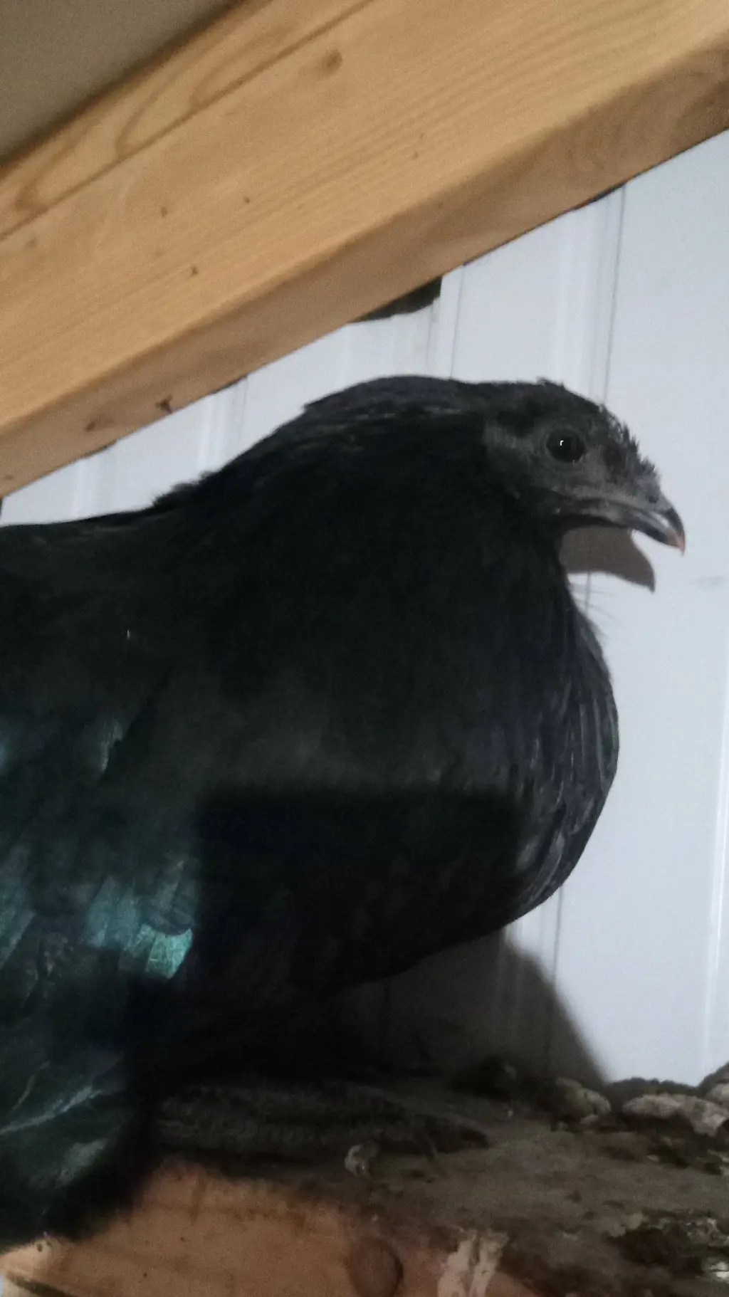 ai character: Raven background