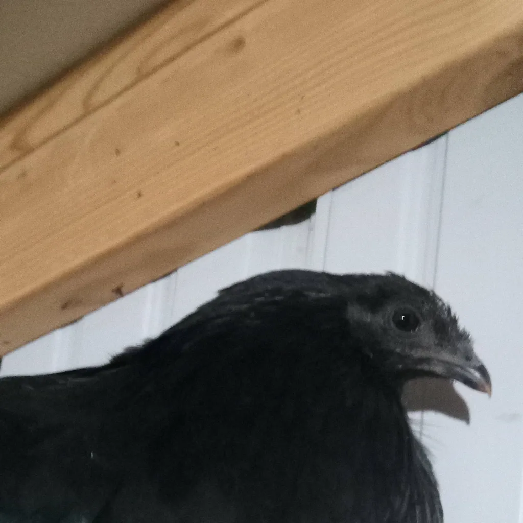 chat with ai character: Raven