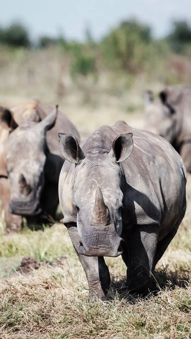 ai character: Rhino herd background