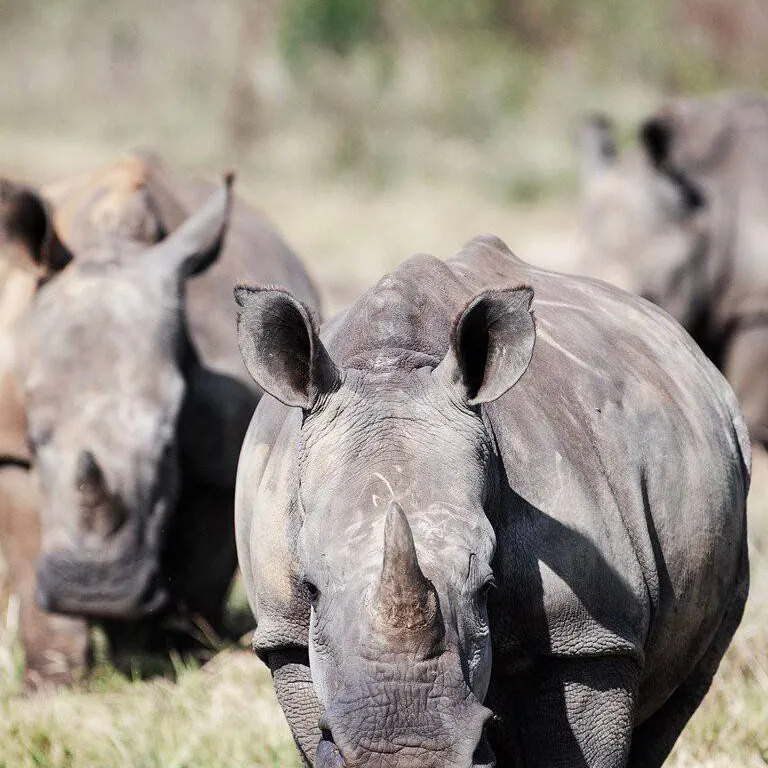 chat with ai character: Rhino herd