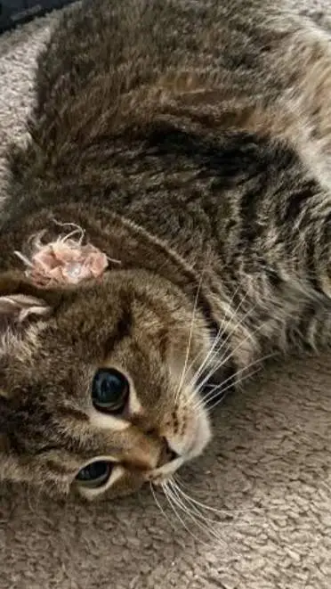 ai character: Ethel oioia cat background