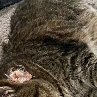 chat with ai character: Ethel oioia cat