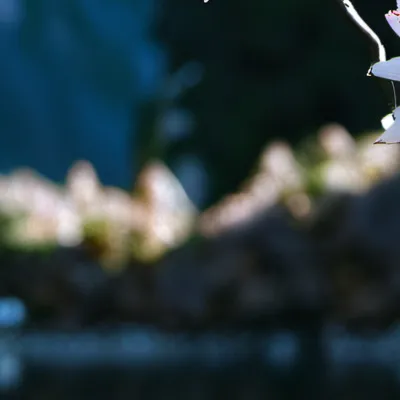 chat with ai character: Hi again 