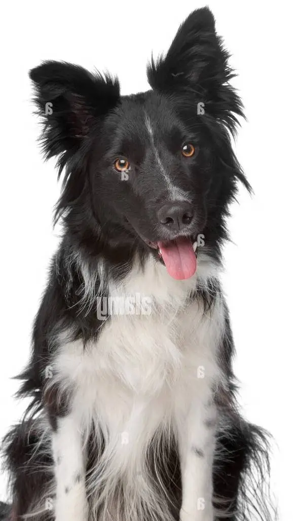 ai character: millie loves timmy background