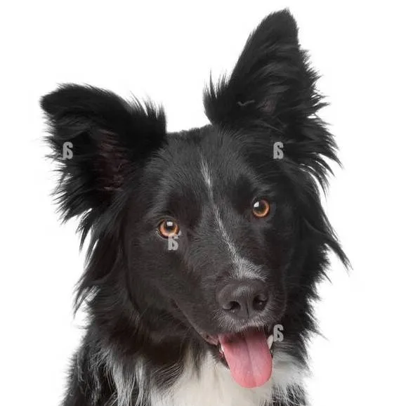 chat with ai character: millie loves timmy