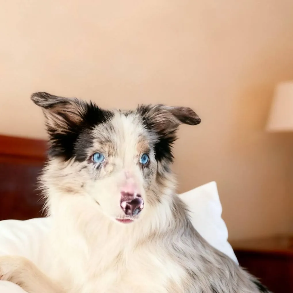 chat with ai character: Gorgeous Cashmere