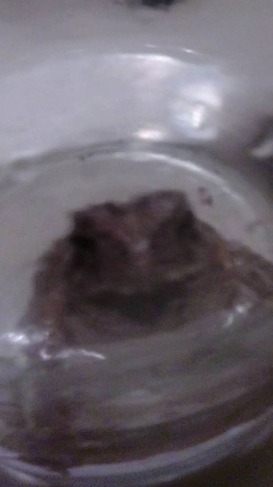 ai character: bring pet frog day background