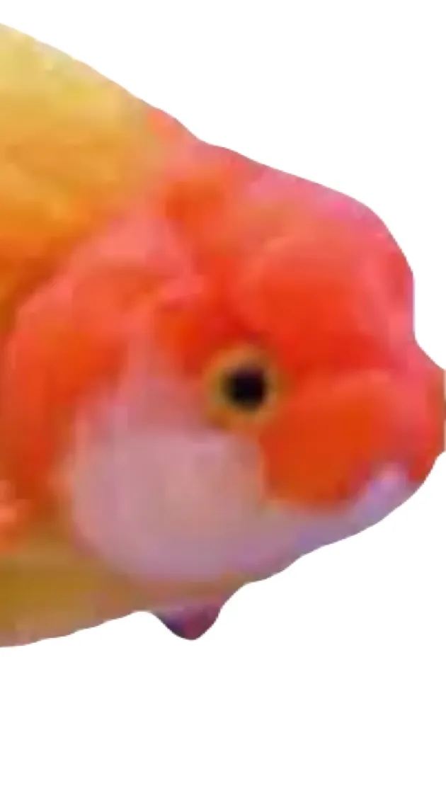 ai character: Fishy Gishy background