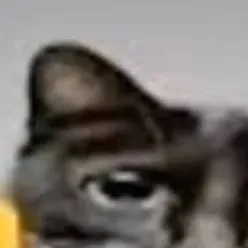 chat with ai character: gato 🖕