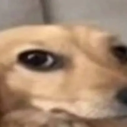 chat with ai character: 😐🐶