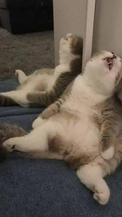 ai character: BSD ANGST background