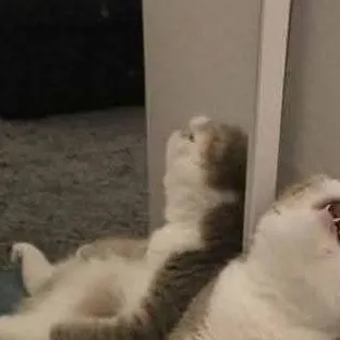 chat with ai character: BSD ANGST