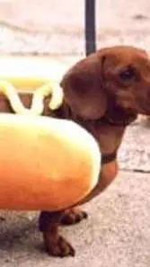 ai character: perro salchicha XD background