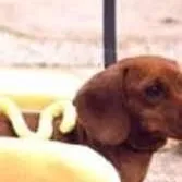 chat with ai character: perro salchicha XD