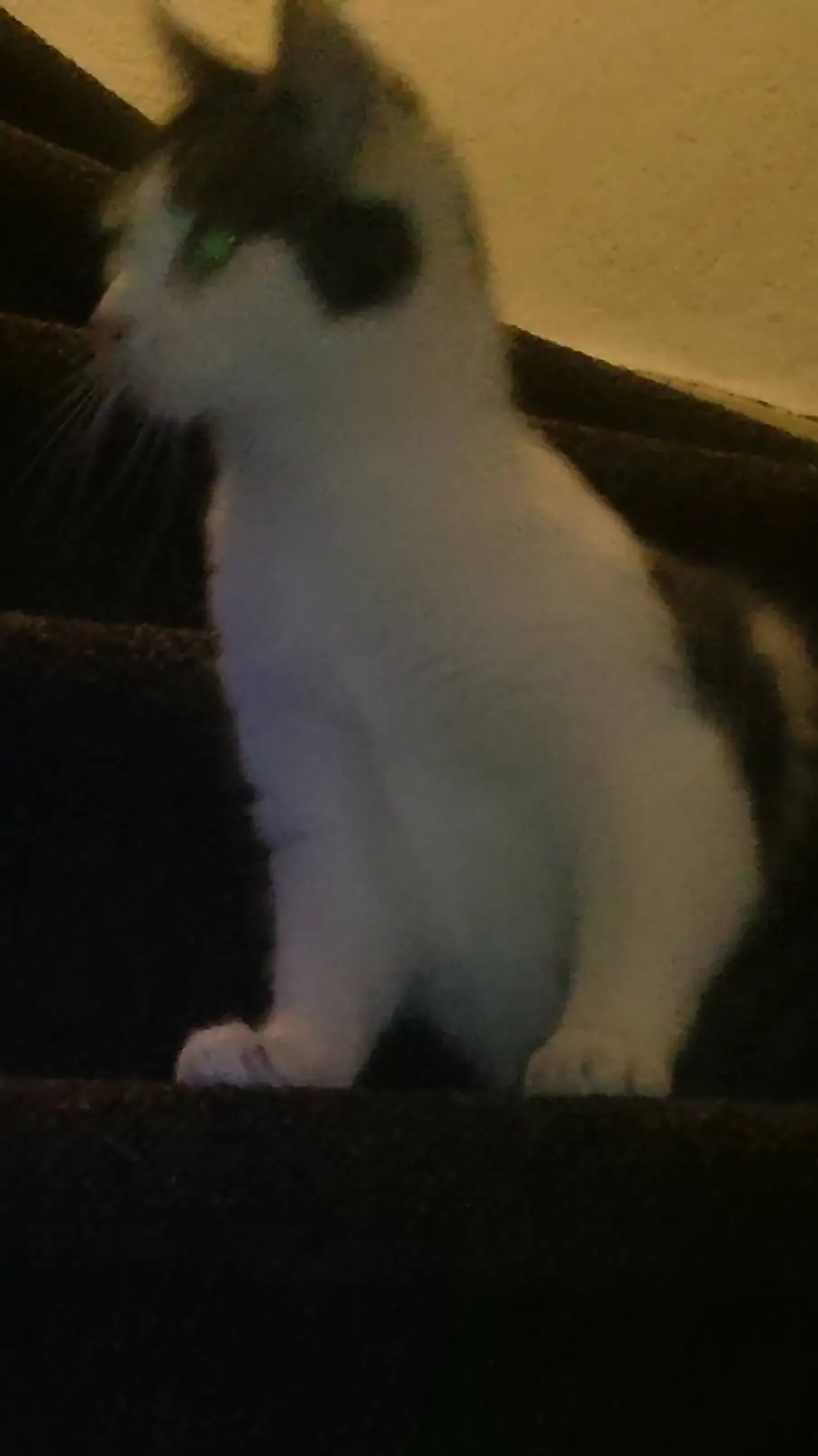 ai character: Dogat background