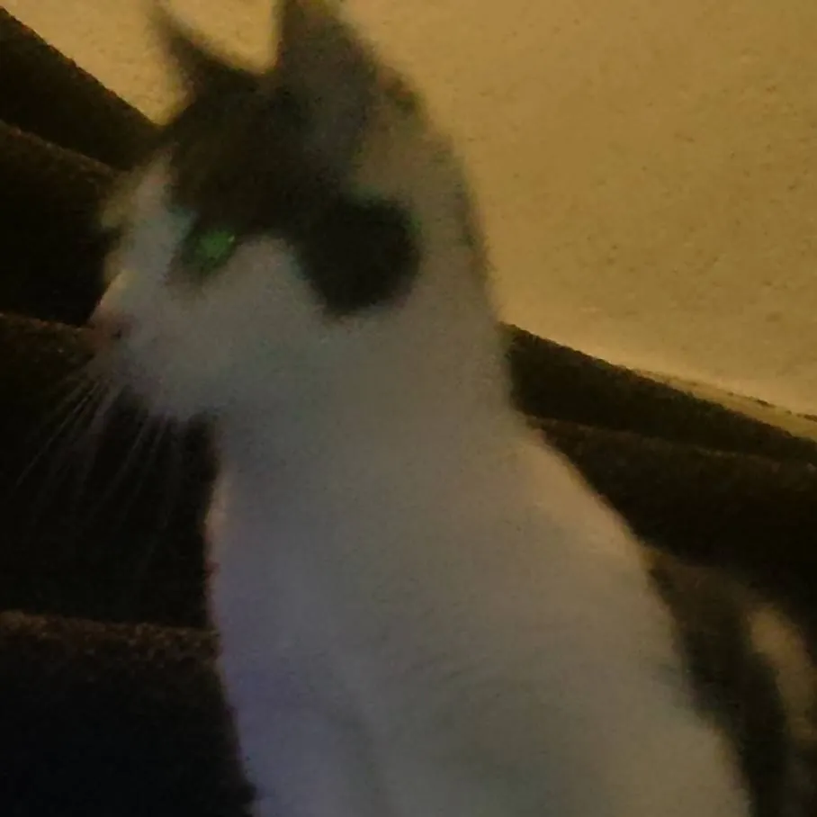 chat with ai character: Dogat