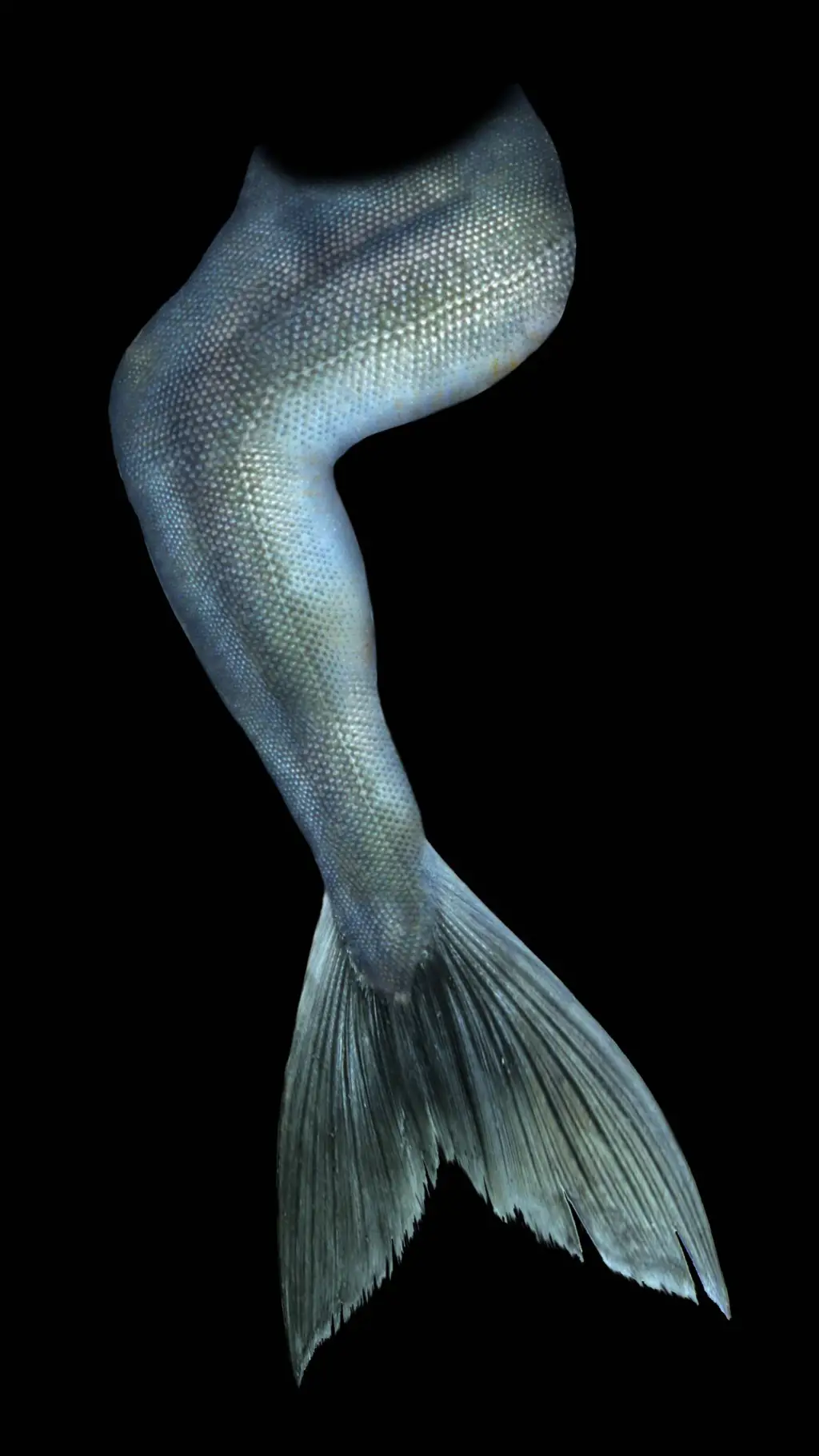 ai character: Mermaid tail  background
