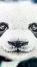 ai character: حاج پاندا background