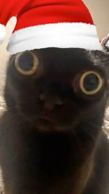 ai character: gatinho do like background