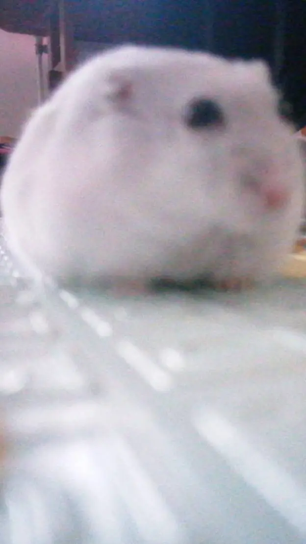 ai character: hamster background