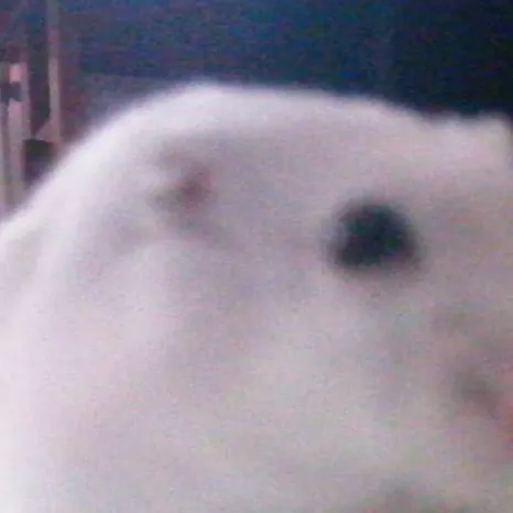 chat with ai character: hamster