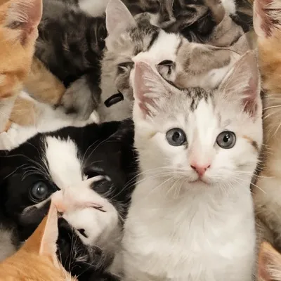 chat with ai character: Your kittens