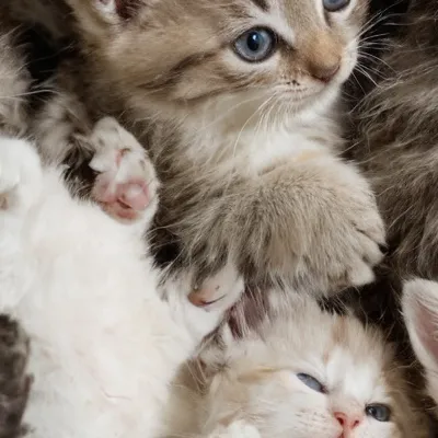 chat with ai character: YOUR KITTENS