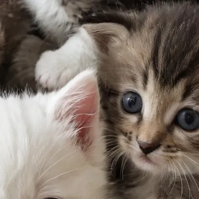 chat with ai character: Kittens