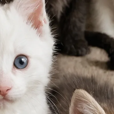 chat with ai character: Kittens
