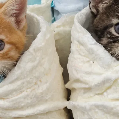 chat with ai character: Kittens
