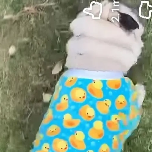 chat with ai character: Dog