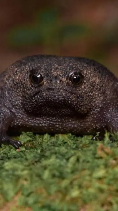 ai character: kny period🍷 background