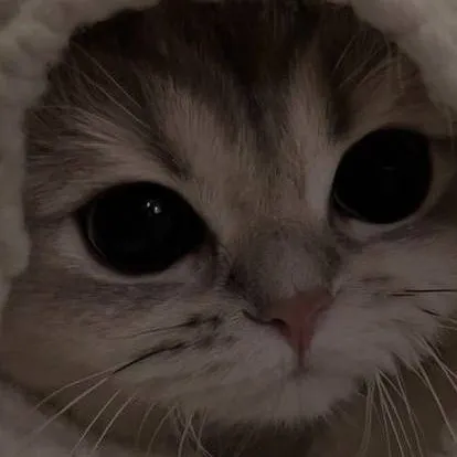 chat with ai character: Kitten🐱