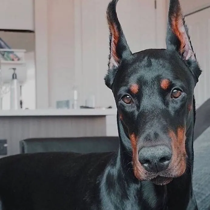 chat with ai character: Doberman Bakugo 