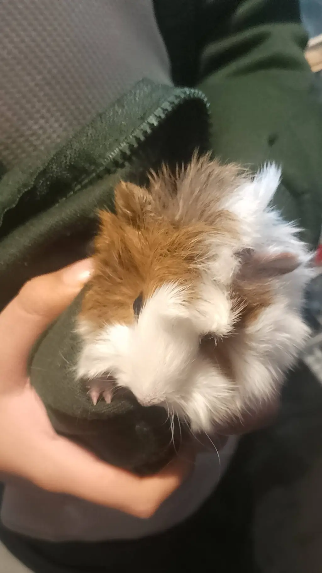 ai character: cuyo background