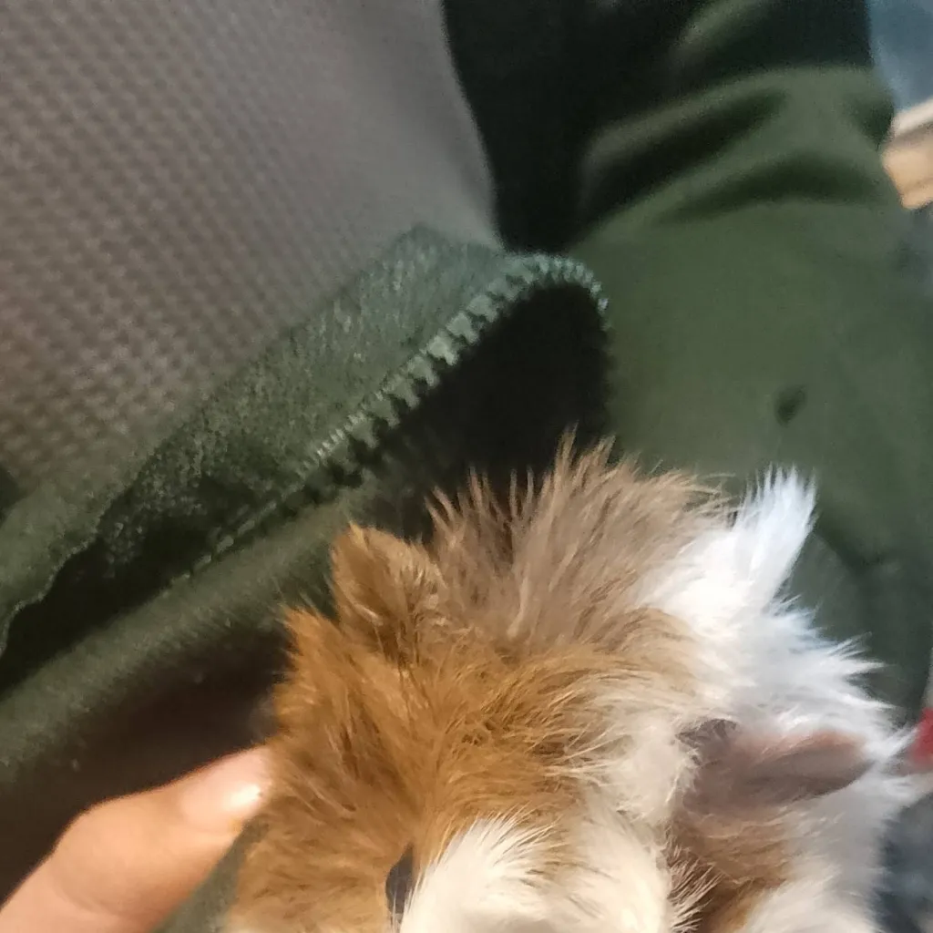 chat with ai character: cuyo