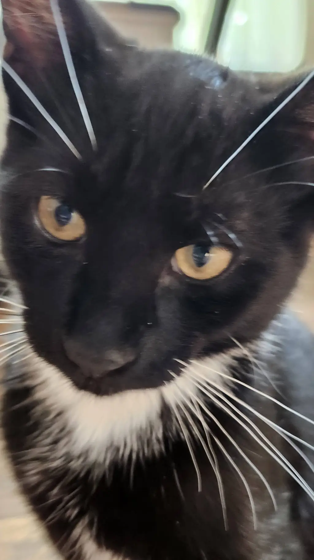 ai character: Loki background