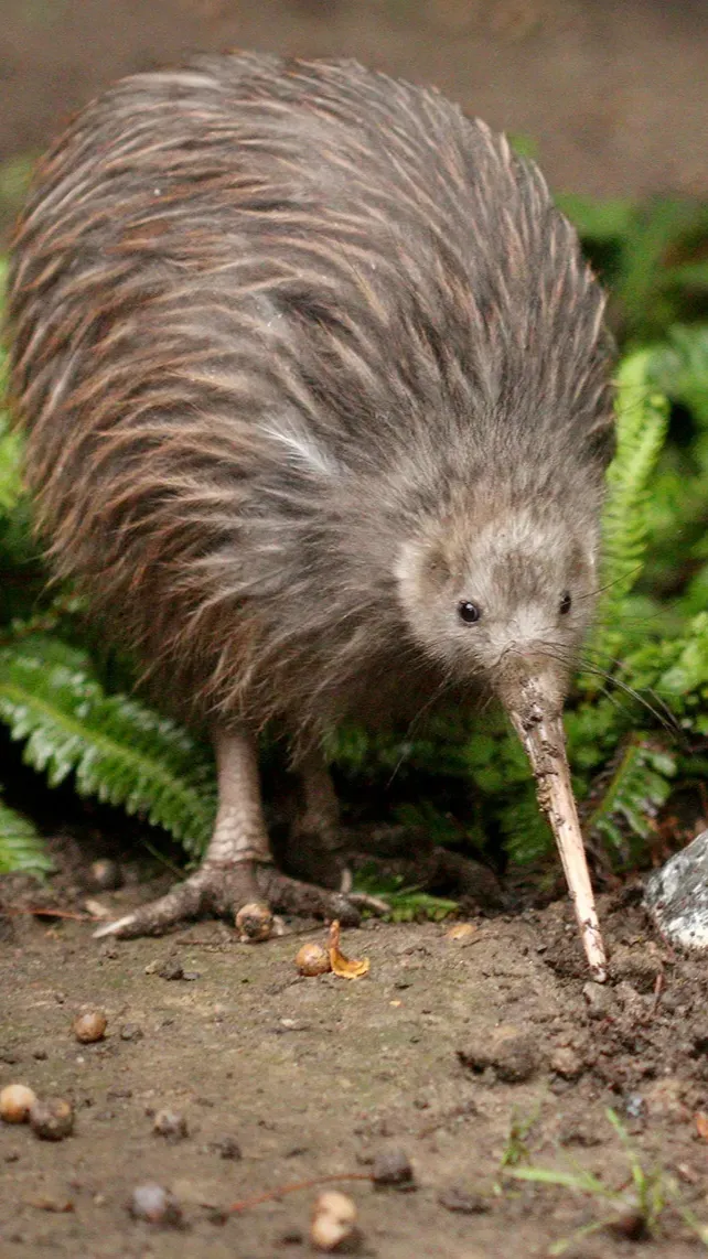 Talkie AI - Chat with KiWi