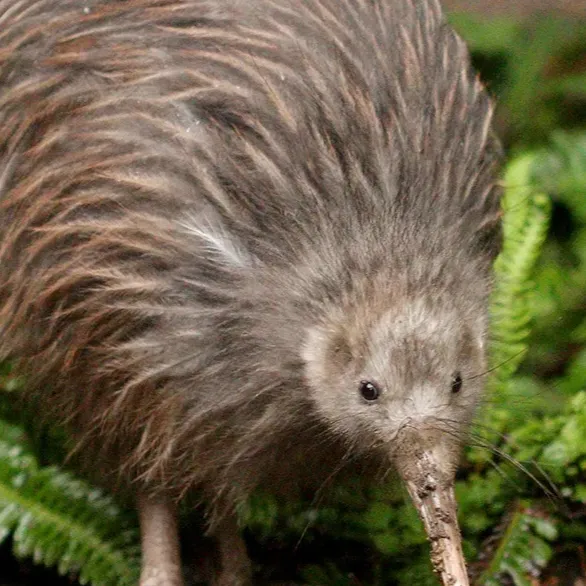 chat with ai character: KiWi