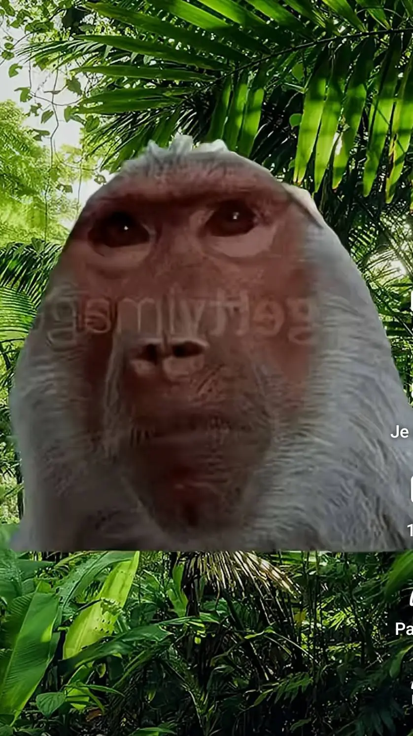 ai character: monkey background