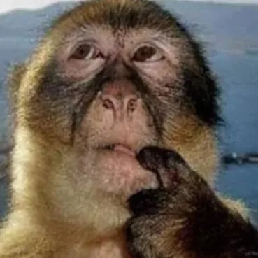 chat with ai character: thinking monkey